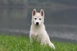 SIBERIAN HUSKY 1026